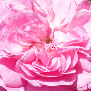 Szkółka róż - róże historyczne - róże pnące ramblery - różowy  - Rosa  Minnehaha - róża ze średnio intensywnym zapachem - Michael H. Walsh - Rozwinięta róża w pełnym kwiatostanie zapiera dech w pułcach.